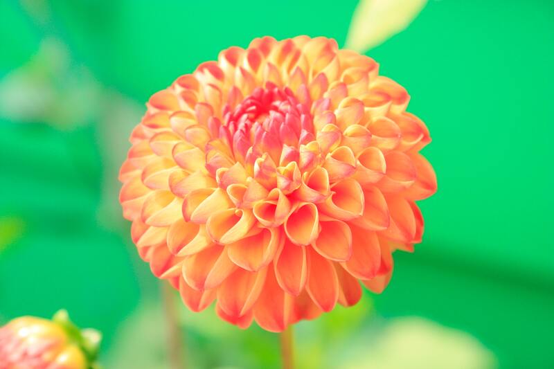 Flower Image