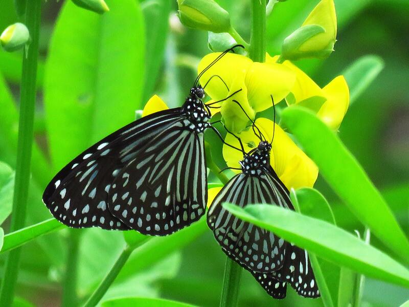 Beautiful Butterfly